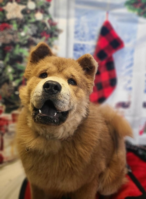 Picture of the Animal Listed